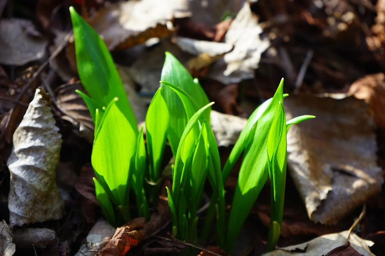 leaves, green, sprout