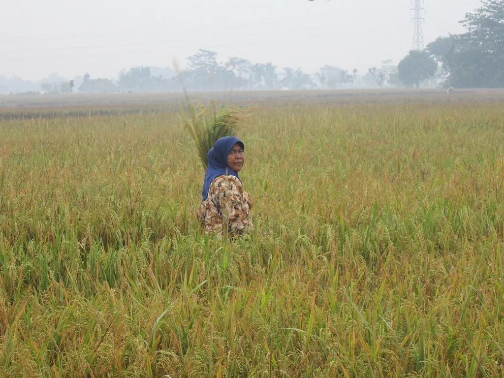 Beras Mahal, El Nino Jadi Tersangka – Opini